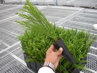 育苗用培土に挿し付けしたコンテナ苗木(写真:住友林業)
育苗用培土に挿し付けしたコンテナ苗木(写真:住友林業)