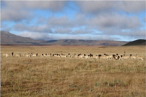 プロジェクト予定地(写真:住友商事) プロジェクト予定地(写真:住友商事)