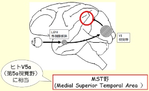 眼の「動き」を処理するサルの脳部位とそこに至る視覚情報の流れを示す図（京都大学の発表資料より）