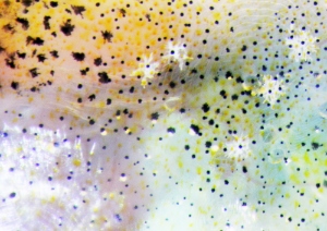 メダカの体を彩る４種の色素細胞（黒色素細胞、黄色素細胞、白色素細胞、虹色素細胞）