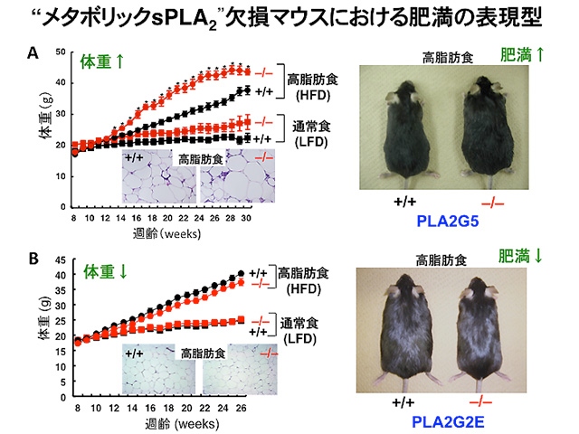 脂質分解酵素の欠損マウス（－／－）とその対照マウス（＋／＋）に高脂肪食（HFD）と通常食（LFD）を与えた時の体重の変化、脂肪組織の組織像、マウスの外観。「PLA2G5」欠損マウスは、対照マウスより体重の増加が早く（A）、「PLA2G2E」欠損マウスは、対照マウスと比べて体重の増加がやや緩やかで、肥満が改善する（B）。