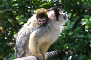 伊豆シャボテン公園でリスザルの赤ちゃんが計4頭誕生した。 伊豆シャボテン公園でリスザルの赤ちゃんが計4頭誕生した。