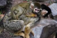 伊豆シャボテン公園でリスザルの赤ちゃんが計4頭誕生した。 伊豆シャボテン公園でリスザルの赤ちゃんが計4頭誕生した。