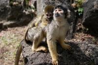伊豆シャボテン公園でリスザルの赤ちゃんが計4頭誕生した。 伊豆シャボテン公園でリスザルの赤ちゃんが計4頭誕生した。