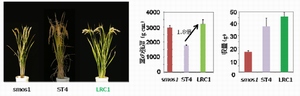 名古屋大学の研究で発見されたイネの系統。smos1は強い茎を持つが収量が低く、ST4は収量が高いが茎の強度は低い。smos1とST4を掛け合わせた後代から見つかったLRC1は茎の強度、収量とも高かった。 名古屋大学の研究で発見されたイネの系統。smos1は強い茎を持つが収量が低く、ST4は収量が高いが茎の強度は低い。smos1とST4を掛け合わせた後代から見つかったLRC1は茎の強度、収量とも高かった。
