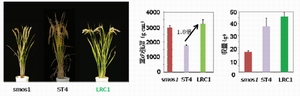 名古屋大学の研究で発見されたイネの系統。smos1は強い茎を持つが収量が低く、ST4は収量が高いが茎の強度は低い。smos1とST4を掛け合わせた後代から見つかったLRC1は茎の強度、収量とも高かった。