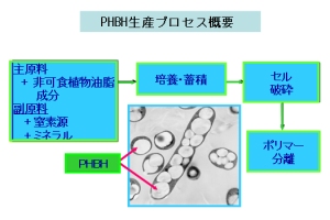 PHBHの生産プロセスの概要を示す図(今回の研究の発表資料より) PHBHの生産プロセスの概要を示す図(今回の研究の発表資料より)