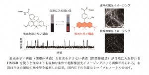 東京大学の浦野泰照教授らによる研究グループは、明るくなったり暗くなったりする蛍光色素を開発し、細胞の超解像蛍光イメージングすることに成功した。写真は発表資料の一部。