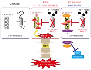 プロテアソーム活性低下による細胞内酸化・細胞死の機序とミトコンドリア局在型抗酸化化合物による細胞死抑制の機構を示す図（京都大学の発表資料より）