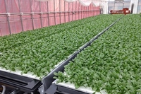 三菱樹脂は、太陽光利用型植物工場で収穫した野菜を「ヴェルデプラス(Verde Plus)」として、本格販売を開始する。写真は、葉菜類用養液栽培システム「ナッパーランド」（同社の発表資料より）