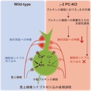 図内左の「Wild-type」は通常のマウスのシナプス刈り込みのメカニズムを、図内右の「γ-2 PC KO」は神経伝達物質を受け取る蛋白質の量を制御しているTARPγ-2という分子をプルキンエ細胞で欠く遺伝子改変マウスの刈り込みのメカニズムを模式的に表す（東京大学の発表資料より）