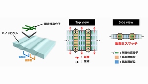 ゲル内部における軟骨類似構造の形成メカニズムを示す図(北海道大学の発表資料より) ゲル内部における軟骨類似構造の形成メカニズムを示す図(北海道大学の発表資料より)