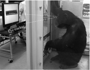 チンパンジーでの実験の様子（京都大学の発表資料より）