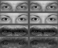 実験に用いられた瞳の画像の例。左が瞳孔径最小、右が最大の状態（京都大学の発表資料より）