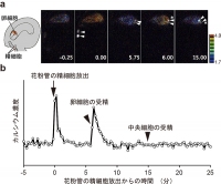 卵細胞の受精に伴うカルシウム濃度変化を示す図（名古屋大学の発表資料より）