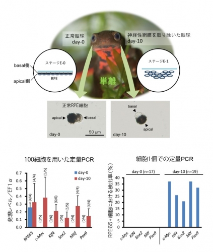 研究の概要を示す図。成体イモリのRPE細胞が形態的特徴やRPE65遺伝子の発現を失うことなく、多能性因子（c-Myc、Klf4、Sox2）やMitf、Pax6を新たに発現することが明らかになった（筑波大学の発表資料より）