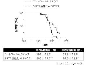 SIRT1を通常の3倍に増やしたマウス生存期間と罹病期間が平均して約15日間延長した（名古屋大学の発表資料より）