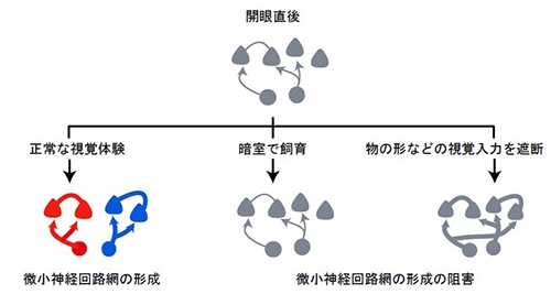 生理学研究所の石川理子研究員・吉村由美子教授らによる研究グループは、脳にある視覚野の神経回路発達には、生後の正常な視覚体験が必要であることを明らかにした（写真：生理学研究所）