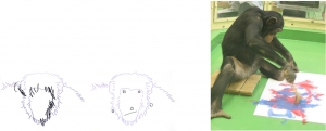 左の図は、輪郭をなぞったチンパンジーの絵（左）と「ない」部位を補って顔を描いた3歳2カ月の人間の絵（右）、右写真は、お絵かきするチンパンジー（パル、5歳）（京都大学の発表資料より）