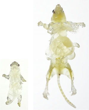 研究グループが開発した灌流（CB-Perfusion）プロトコールで、マウスの全身を丸ごと透明化した様子。左は幼児マウス、右は成体マウス（理化学研究所の発表資料より）