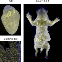 細胞に蛍光タンパク質（黄色：心臓－mKate、幼生マウス－EGFP）が発現している成体マウスの心臓と幼生マウス全身を、細胞核が染まる蛍光色素（青色：心臓－SYTO 16、幼生マウス－Propidium Iodide）で染色し、2色の臓器・全身丸ごとイメージングを行った様子（理化学研究所の発表資料より）