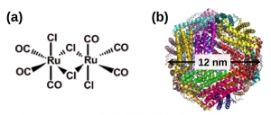 ルテニウムカルボニル錯体の化学構造（a）とフェリチンのX線結晶構造（b）。東京工業大学の発表資料より