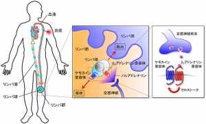 交感神経よるリンパ球の体内動態の制御を示す図（大阪大学などの発表資料より）
