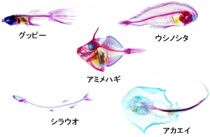透明化された魚の例（京都大学の発表資料より）