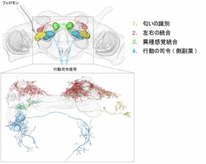 カイゴガの脳内における匂い情報の経路を示す図。カイコガの触角で検出された匂い情報は、まず感覚中枢に送られ、いくつかの経路を経て最終的に脳の前運動中枢で行動司令信号に変換される（東京大学の発表資料より）