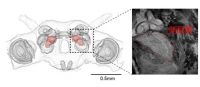 カイコガの脳の構造を示す図。脳の中央付近に側副葉が位置する（赤）（東京大学の発表資料より）