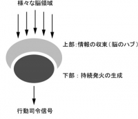 カイコガの側副葉の構造を示す図。側副葉の上部は、脳のさまざまな領域と接続されており、前大脳のハブとなっている。フリップフロップ信号を生成し、胸部運動系へ伝えるニューロン群は、主に下部に存在して信号を発する（東京大学の発表資料より）