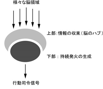 カイコガの側副葉の構造を示す図。側副葉の上部は、脳のさまざまな領域と接続されており、前大脳のハブとなっている。フリップフロップ信号を生成し、胸部運動系へ伝えるニューロン群は、主に下部に存在して信号を発する（東京大学の発表資料より）