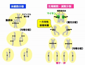 皮膚などの体細胞で起きている細胞分裂（体細胞分裂、左）と精子や卵子などの生殖細胞で起きている細胞分裂（減数分裂、右）を示す図。今回研究グループが発見した減数分裂の司令塔である「マイキン」は減数分裂に特有の特徴を作り出す。マイキン欠損マウスでは、減数分裂の染色体分配が異常になる（東京大学の発表資料より）