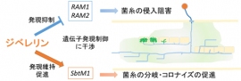 ジベレリンの菌根菌感染過程に与える影響を示す図(基礎生物学研究所の発表資料より) ジベレリンの菌根菌感染過程に与える影響を示す図(基礎生物学研究所の発表資料より)
