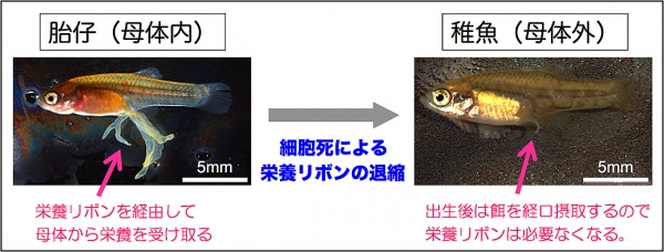 グーデア科胎生魚ハイランドカープで見られた栄養リボンの退縮（京都大学の発表資料より）