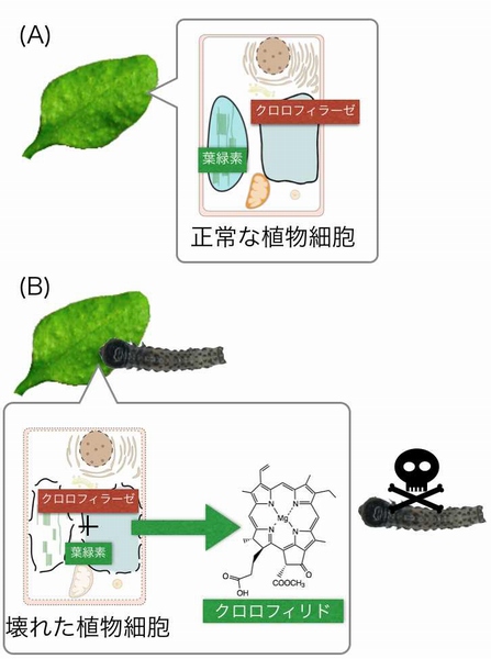 葉緑素とクロロフィラーゼからなる二成分防御系のイメージ図。（A）植物細胞が正常な構造を保っている時は葉緑素は葉緑体に、クロロフィラーゼ（酵素）は液胞にある。（B）ガの幼虫などが葉を食べて葉の細胞が壊れた時は、クロロフィラーゼが葉緑素に作用して瞬時に葉緑素をクロロフィリドに変える。クロロフィリドには、幼虫の生育を抑制する効果がある（北海道大学の発表資料より）