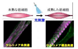 光照射による筋細胞のトレーニング前の未熟な細胞（左）、とトレーニング後の収縮構造（サルコメア）が構築された細胞（右）。緑：ChRGR、マゼンタ：サルコメア（東北大学の発表資料より）