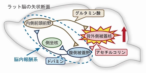 薬物依存に関わる神経回路の模式図。背外側被蓋核ニューロンの活動が可塑的に増強することによって最終的に腹側被蓋野ドパミン作動性ニューロンの活動が上昇することが依存形成に関与すると考えられる（北海道大学の発表資料より）