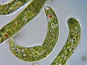 藻の一種で、体内の葉緑体によって光合成を行う単細胞生物「ミドリムシ」を使ったバイオ燃料の開発に注目が集まっている。その担い手が2005年に設立されたベンチャー企業ユーグレナ<2931>だ。ユーグレナとは、ミドリムシの学名。