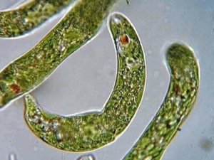 藻の一種で、体内の葉緑体によって光合成を行う単細胞生物「ミドリムシ」を使ったバイオ燃料の開発に注目が集まっている。その担い手が2005年に設立されたベンチャー企業ユーグレナ<2931>だ。ユーグレナとは、ミドリムシの学名。 藻の一種で、体内の葉緑体によって光合成を行う単細胞生物「ミドリムシ」を使ったバイオ燃料の開発に注目が集まっている。その担い手が2005年に設立されたベンチャー企業ユーグレナ<2931>だ。ユーグレナとは、ミドリムシの学名。