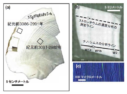 【分析化学】化石の殻を分析することで、5000年前の日射量を明らかに - 東大