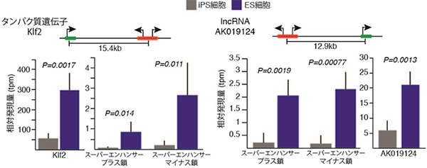 スーパーエンハンサーと標的遺伝子の発現量の対応関係を示す図。タンパク質「Klf2」（左）、lncRNA「AK019124」（右）の発現量は、対応するスーパーエンハンサーのプラス鎖、マイナス鎖双方向の転写量と連動して、ES細胞では多く（青）、iPS細胞では少ない（灰色）（理化学研究所の発表資料より）