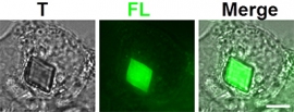 HEK293細胞の細胞質にできたXpaタンパク質の結晶。スケールバーは5ミクロン。T：透過画像。FL：蛍光画像。Merge： TとFLを重ね合わせた画像（理化学研究所の発表資料より）