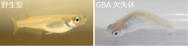 GBA欠失メダカは腰が曲がった姿勢を示す(京都大学の発表資料より) GBA欠失メダカは腰が曲がった姿勢を示す(京都大学の発表資料より)