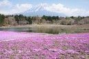 富士山と芝桜の共演（富士急行発表資料より）