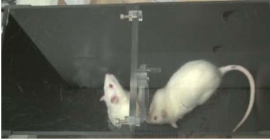 実験の様子(関西学院大の発表資料より) 実験の様子(関西学院大の発表資料より)