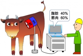 産総研が開発したプロトタイプによる肉用牛の霜降り状態の計測イメージ（産総研の発表資料より）