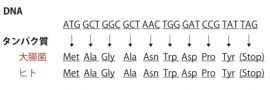 遺伝暗号によるDNAの塩基配列からタンパク質のアミノ酸配列への変換を示す図。DNAの塩基配列の情報を遺伝暗号に従って変換するとタンパク質中のアミノ酸配列が得られる。塩基にはA、G、C、Tの4種類があり、アミノ酸には、メチオニン（Met）やアラニン（Ala）など20種類が存在する。遺伝子末端の「TAG」はタンパク質合成の終了を意味する終止コドンである。（理化学研究所の発表資料より）