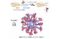 糖鎖クラスターを移植したサイボーグ超分子とその合成方法を示す図（東京大学などの発表資料より）