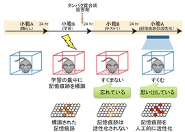 今回の研究で実施した実験の概要を示す図。小箱Bで怖い体験をした後に、タンパク質合成阻害剤をマウスに注射し、シナプス増強を阻害すると、翌日、同じ小箱Bにマウスを入れても(テスト1)すくみ反応を示さず、小箱Bの怖い体験の記憶を忘れていた。しかし、さらに次の日、小箱Bの怖い体験の記憶痕跡を光遺伝学的手法で人工的に活性化(赤い細胞)すると、マウスは怖い体験を思い出して、すくみ反応を示した。(理化学研究所の発表資料より) 今回の研究で実施した実験の概要を示す図。小箱Bで怖い体験をした後に、タンパク質合成阻害剤をマウスに注射し、シナプス増強を阻害すると、翌日、同じ小箱Bにマウスを入れても(テスト1)すくみ反応を示さず、小箱Bの怖い体験の記憶を忘れていた。しかし、さらに次の日、小箱Bの怖い体験の記憶痕跡を光遺伝学的手法で人工的に活性化(赤い細胞)すると、マウスは怖い体験を思い出して、すくみ反応を示した。(理化学研究所の発表資料より)
